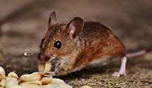 24 Hour & Emergency Exterminators in Dix, IL